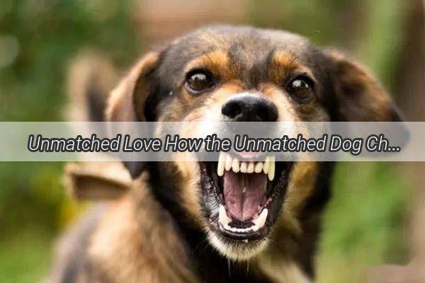 Unmatched Love How the Unmatched Dog Changed My Life Forever